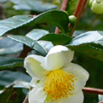 Camellia Sinensis